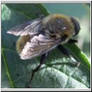 Merodon equestris - Narzissenschwebfliege 34.jpg